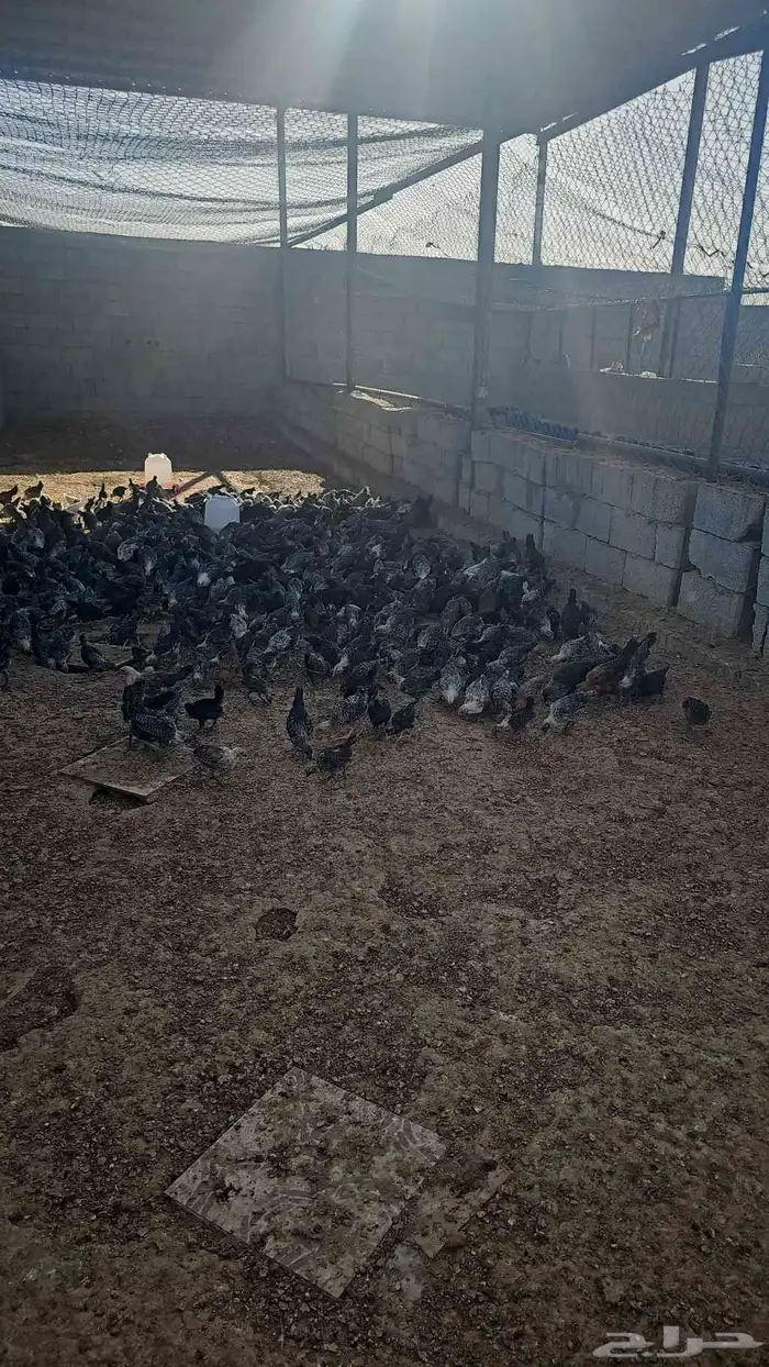 مزرعه خالد القحطاني 6