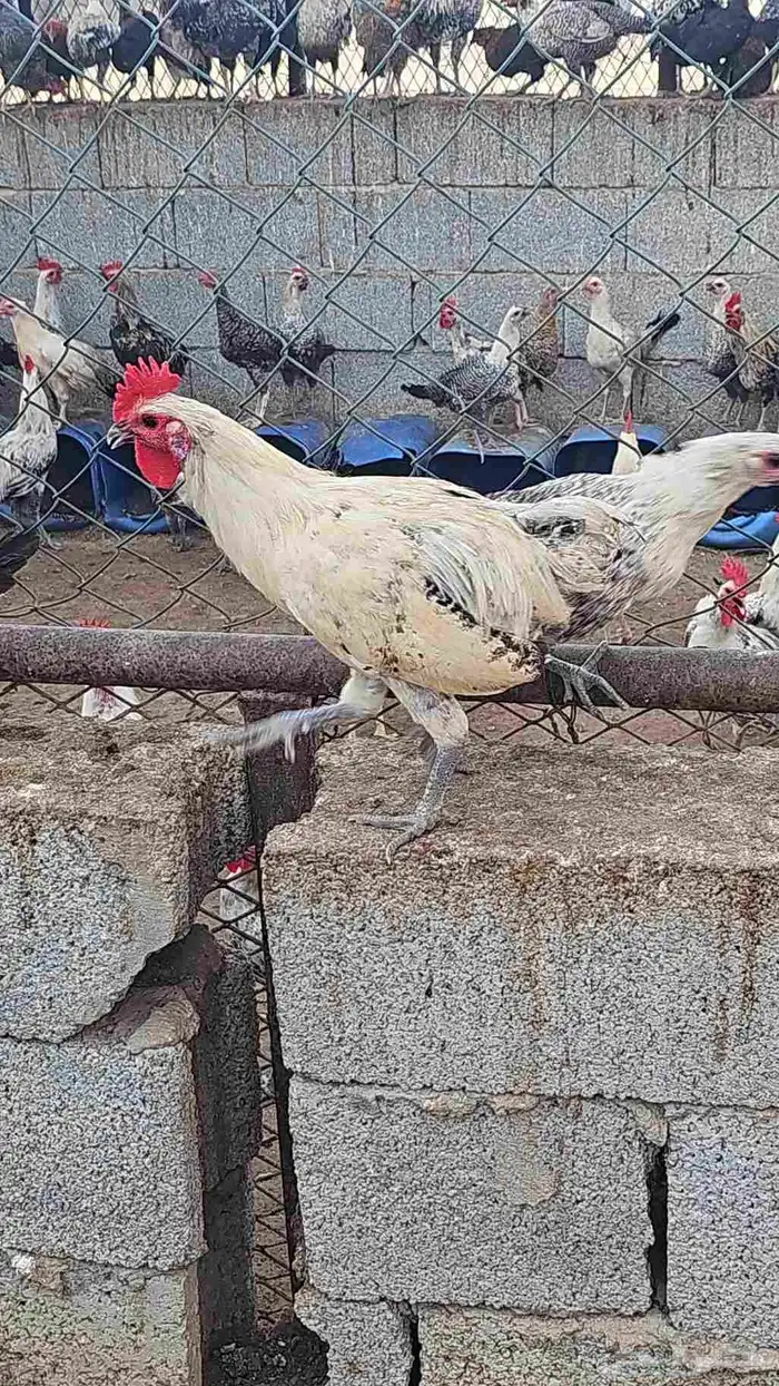 مزرعه خالد القحطاني 1