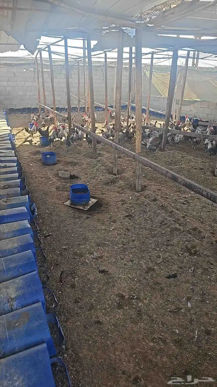 مزرعه خالد القحطاني 7