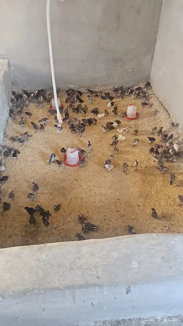 مزرعه خالد القحطاني 8