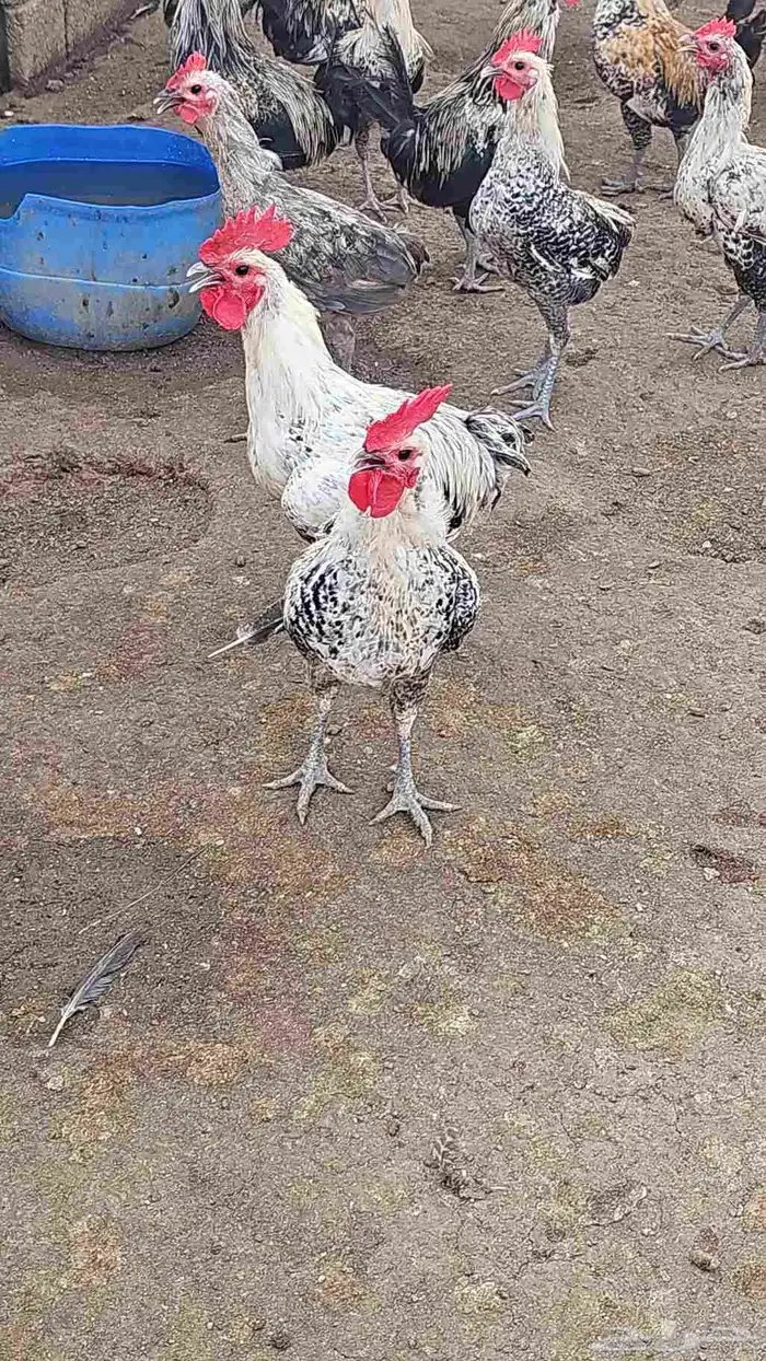 مزرعه خالد القحطاني 0