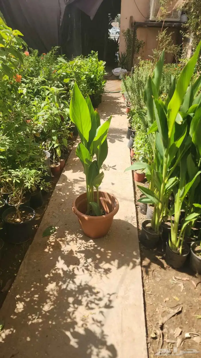 تنسيق حدائق وصيانتها وبيع وتوريد الثيل الطبيعي 2