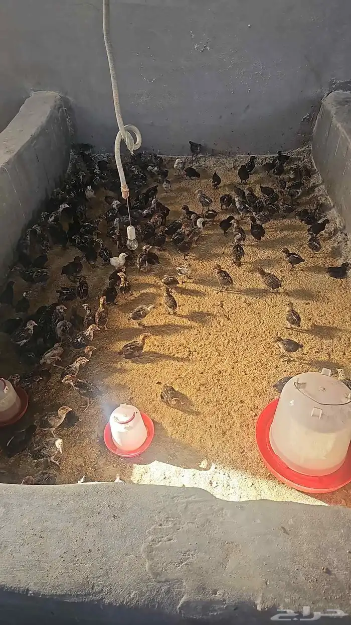 مزرعه خالد القحطاني 9