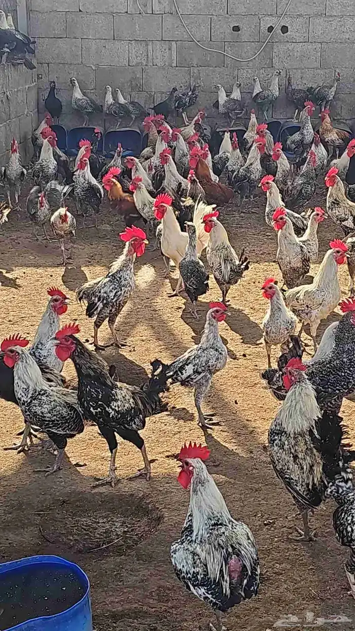 مزرعه خالد القحطاني 2