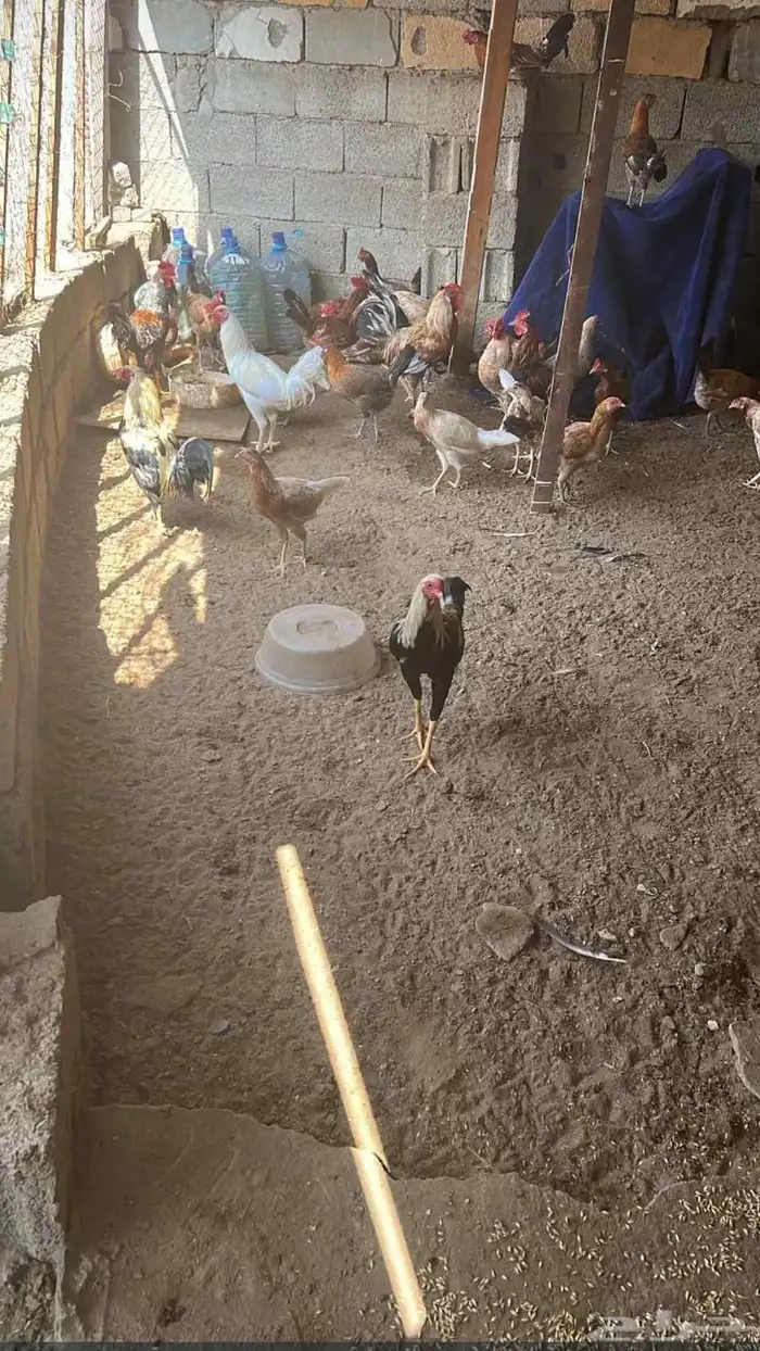 ديوكه بلدي 1