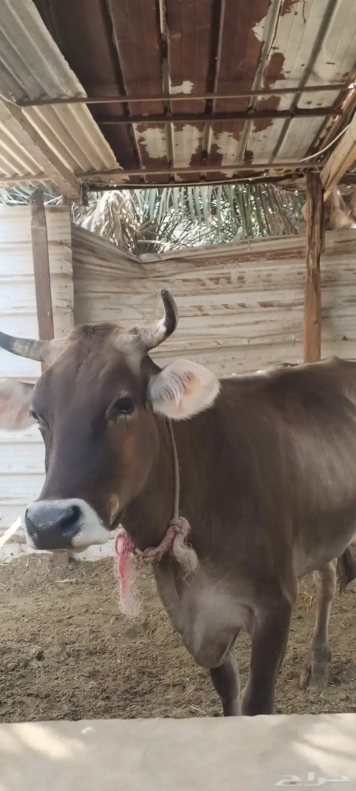 للبيع بقرة سويسرية 2