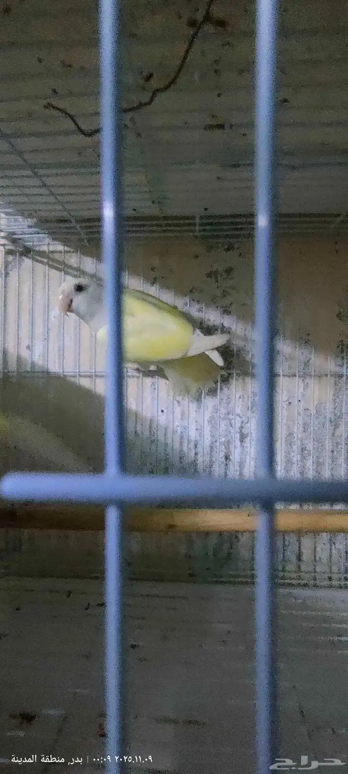 جوز روز إينو 3