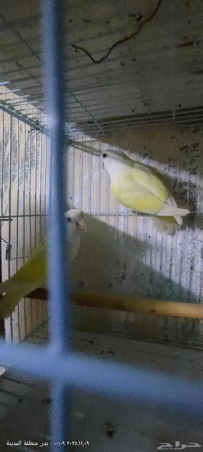 جوز روز إينو 4