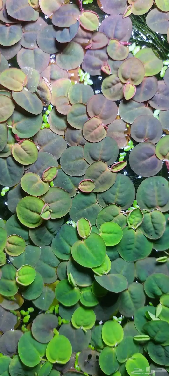 نباتات ماء للبيع 0