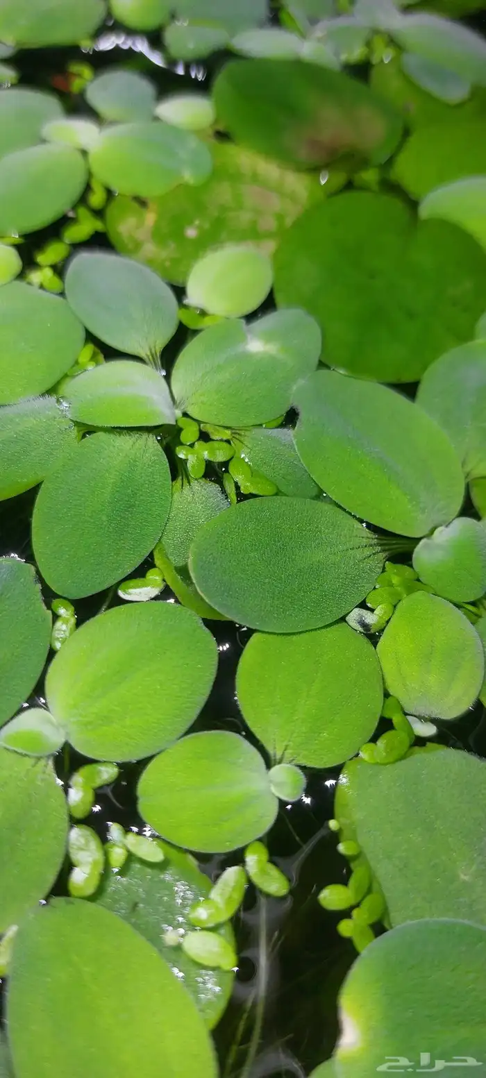 نباتات ماء للبيع 1