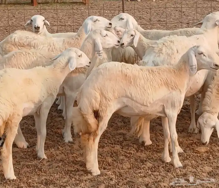 غنم حريات رخال جدع ثني العدد 27راس غنم طيبه حروش 1