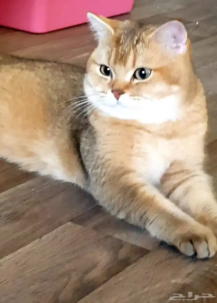 قط سكوتش مسجل للبيع 0