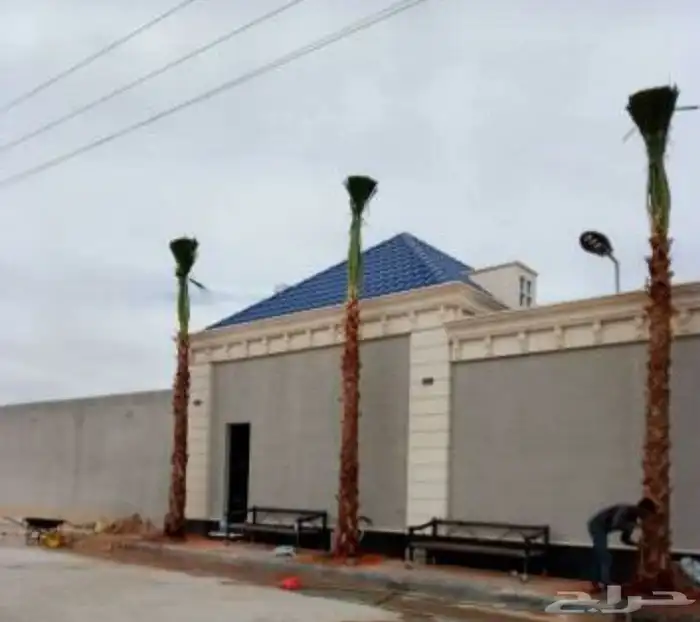 نخل وشنطني زينه 5