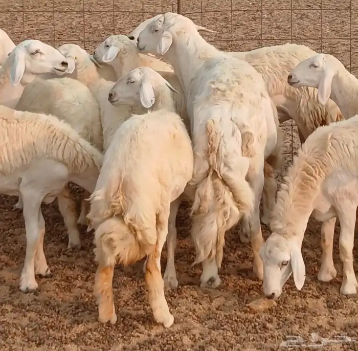 غنم حريات رخال جدع ثني العدد 27راس غنم طيبه حروش 2