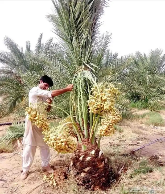 نخل مثمر للبيع جثايث نقايل فسائل خلاص برحي سكري شيشي هلالي 3