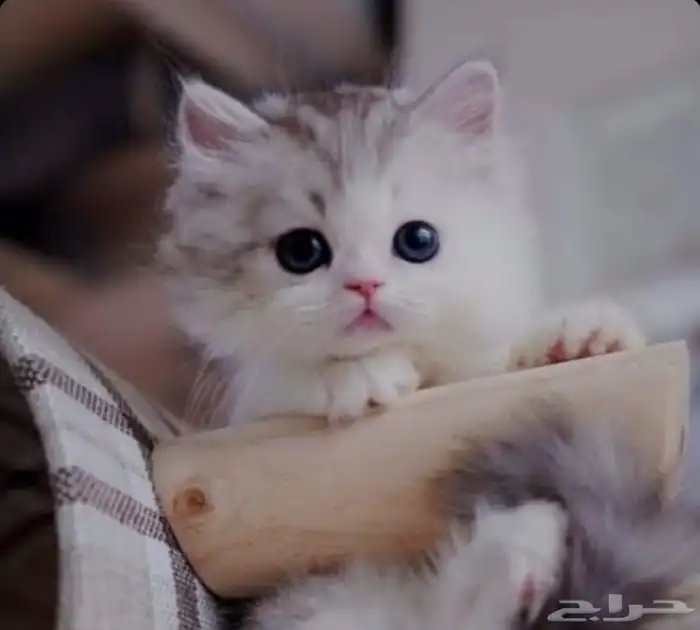 توصيل حيوانات اليفه 1