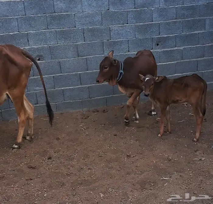 ثنتين بقر مواليد 3