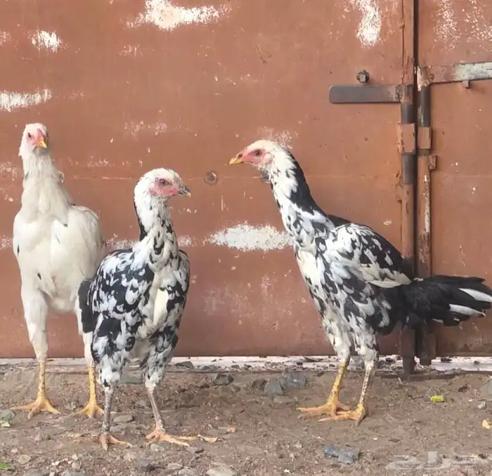 دجاج باكستاني اصيل 5