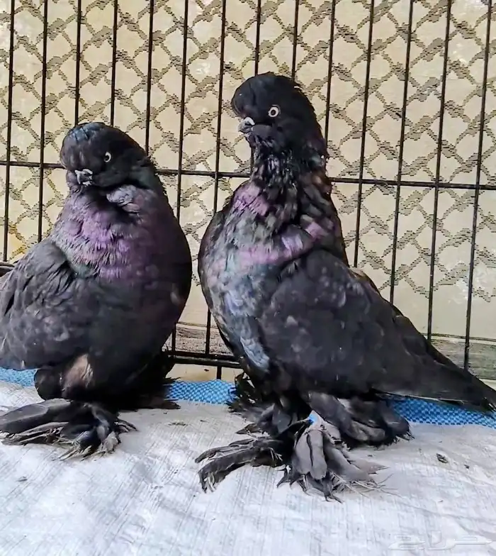 جوز لونق اسود لمعه 0