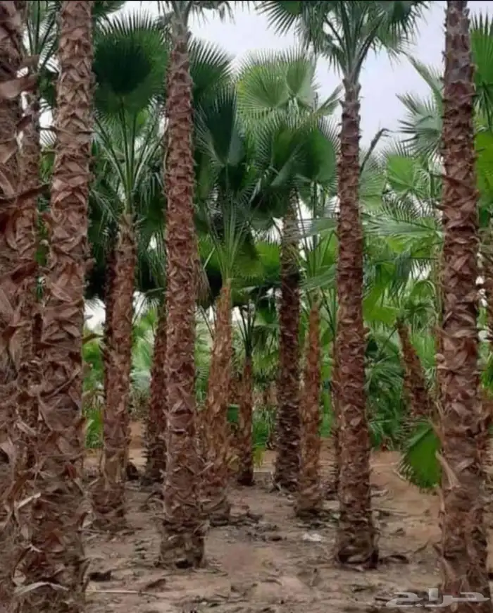 يوجود لدينا نخل عربي وشنطني 3