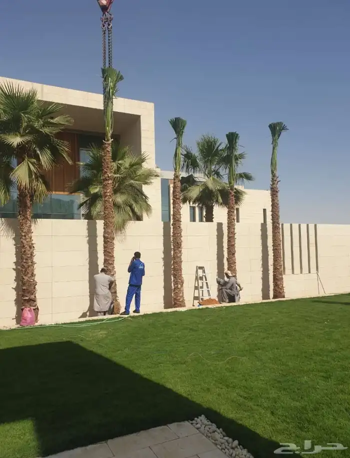 نخل وشنطن ونخيل عربي 2