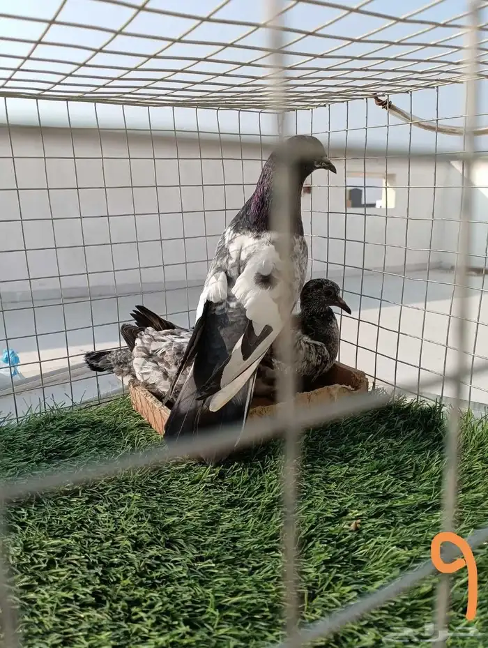 ذكر باكستاني انتاج طيران تب ما شاء الله مع فرخين عياله 0