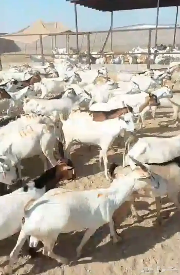 تيوس صومالية مرابي لها شهرين 0