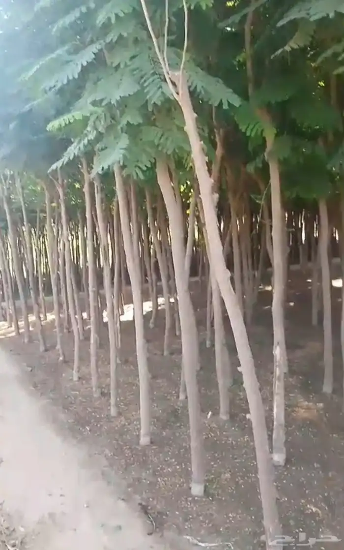 مشاتل الدمام طريق الجبيل بسعر الجمله 5