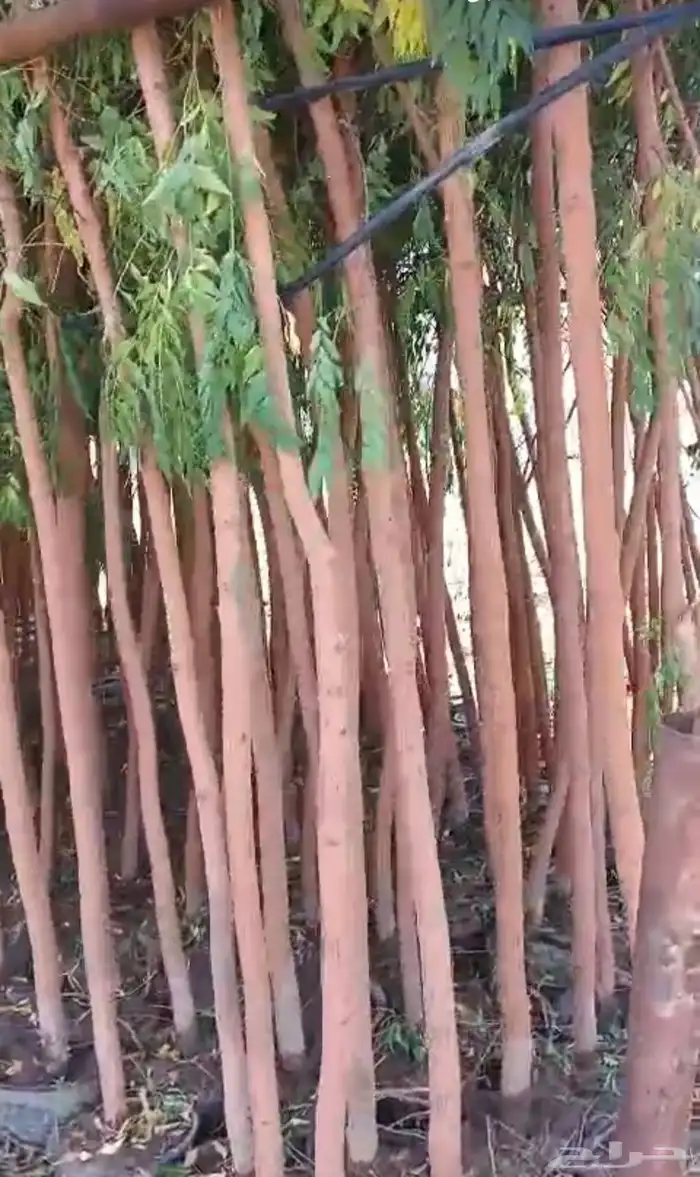 مشاتل الدمام طريق الجبيل بسعر الجمله 7