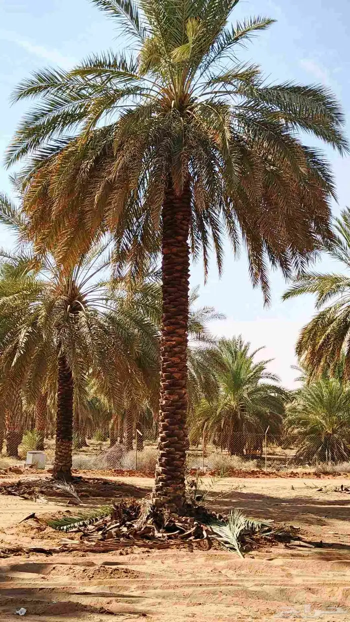 تكريب وتنضيف النخيل 0