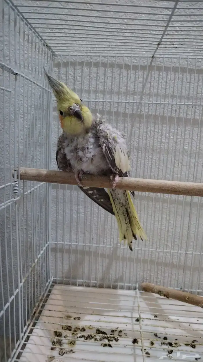 2 كروان ب 220 مع قفصين 1