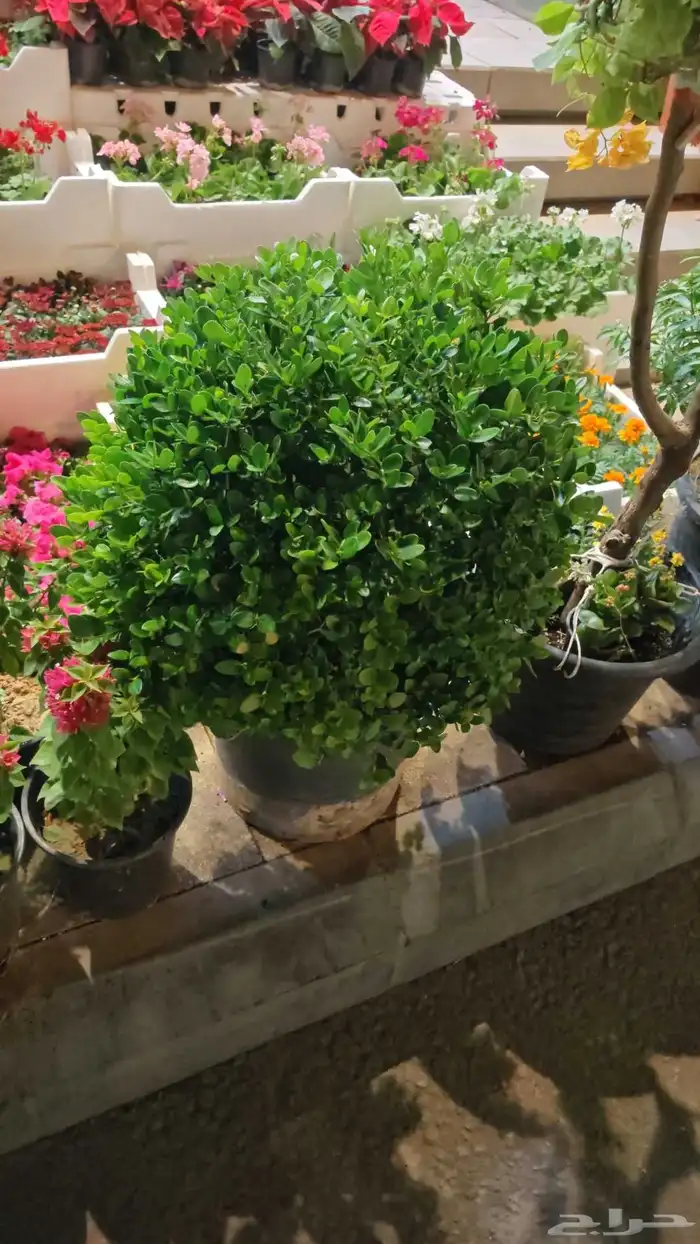 الزراعة الثيل الطبيعي وتركيب شبكات الري العادي والاتوماتيك 9