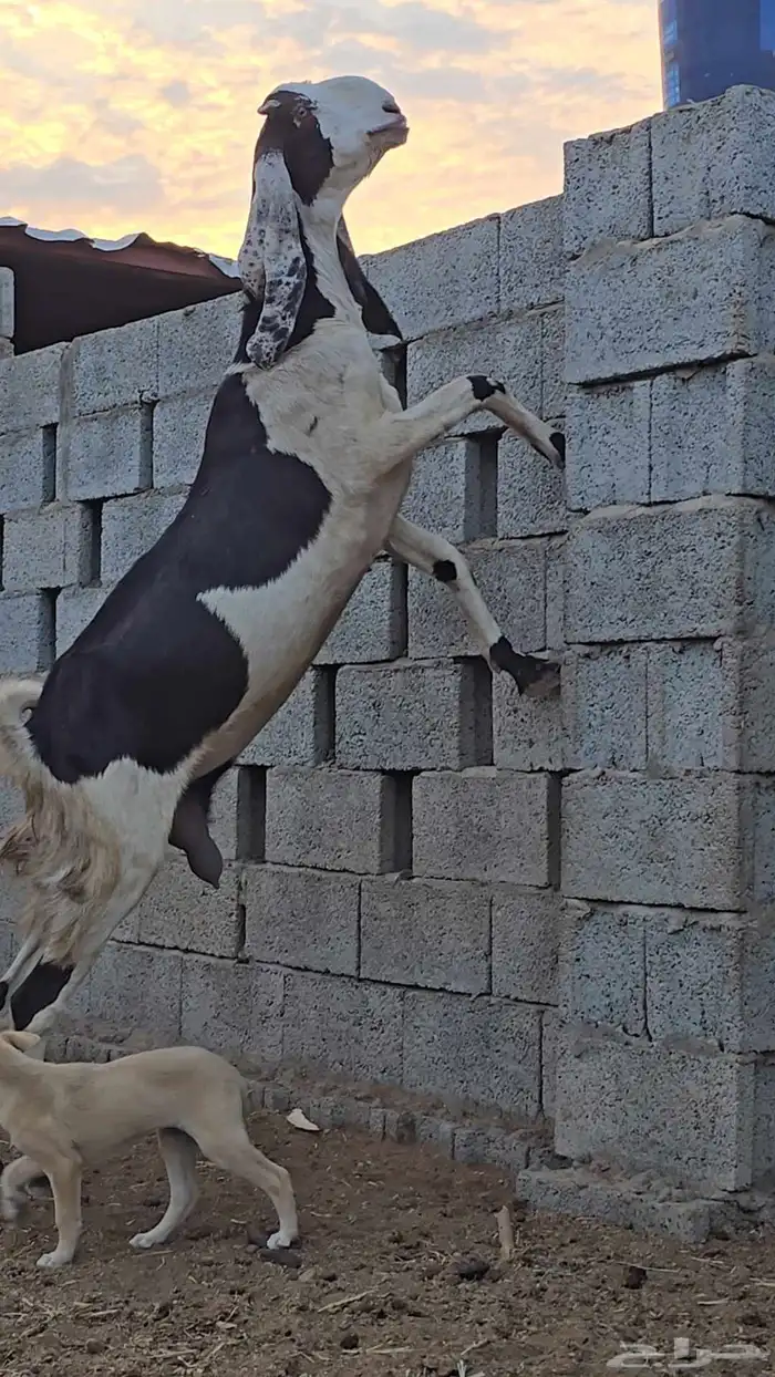 عنز صنف الصنف جرم عالي 2