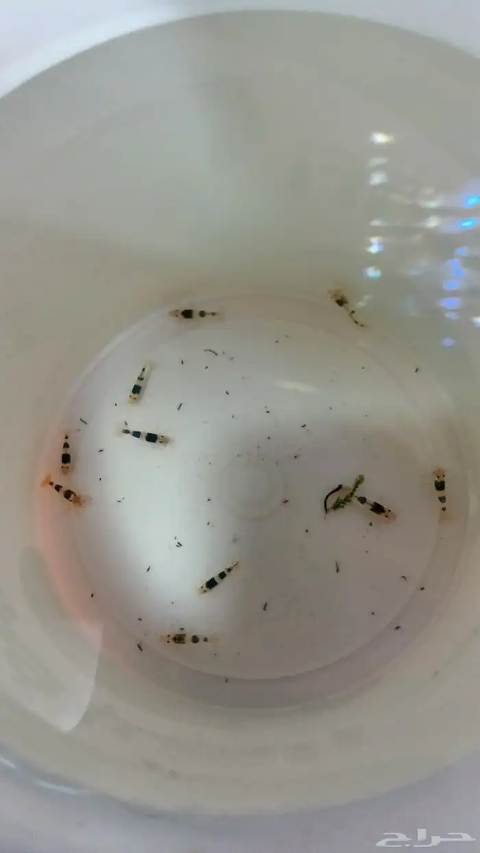 كريستال شرمب بلاك اند وايت 0