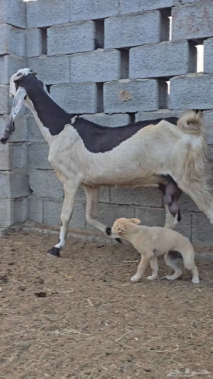 عنز صنف الصنف جرم عالي 1