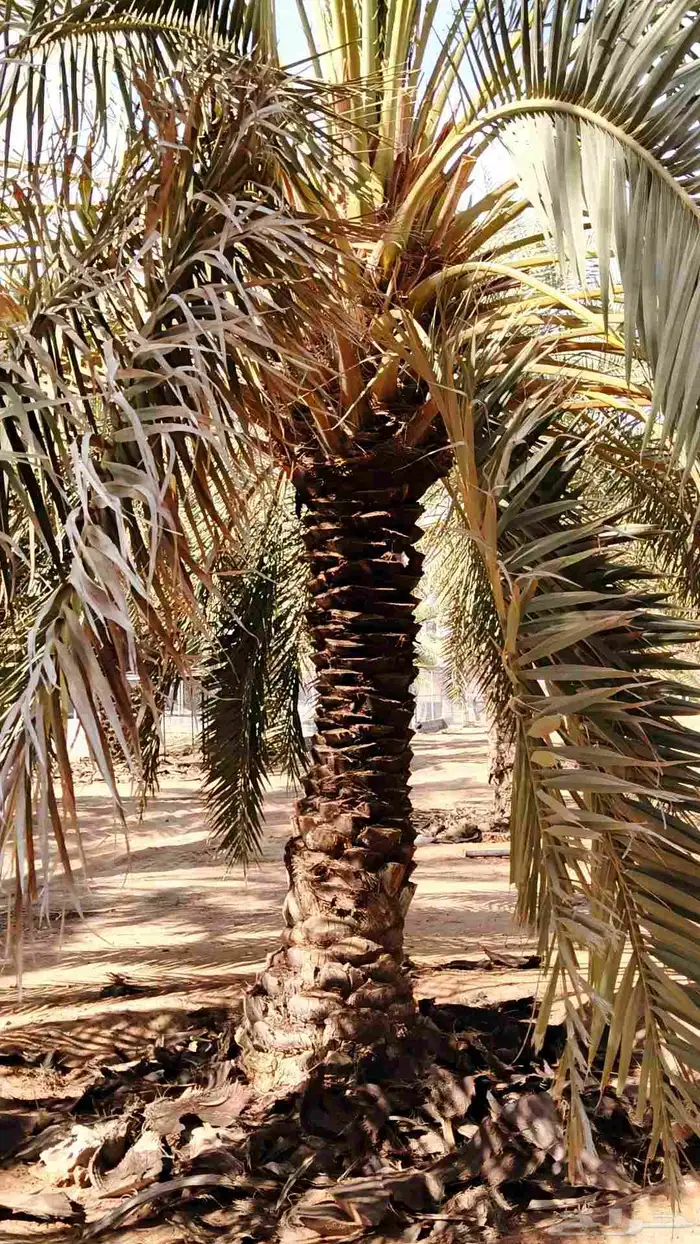 تكريب وتنضيف النخيل 1