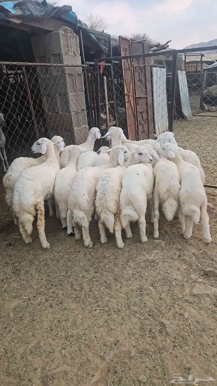 طليان ورخال 1