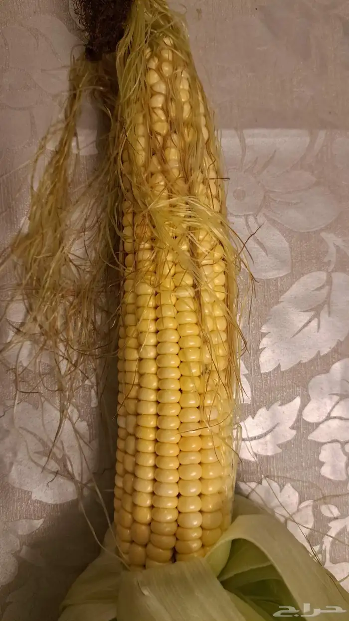 ذره شامي حب البيع بالطن 4