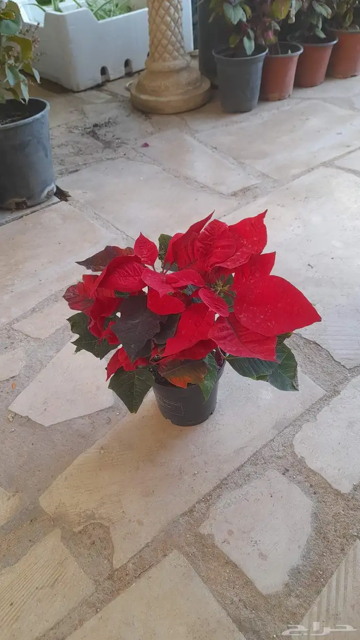 منسق حدائق وتركيب جميع شبكات الري العادي والاتمتك 4