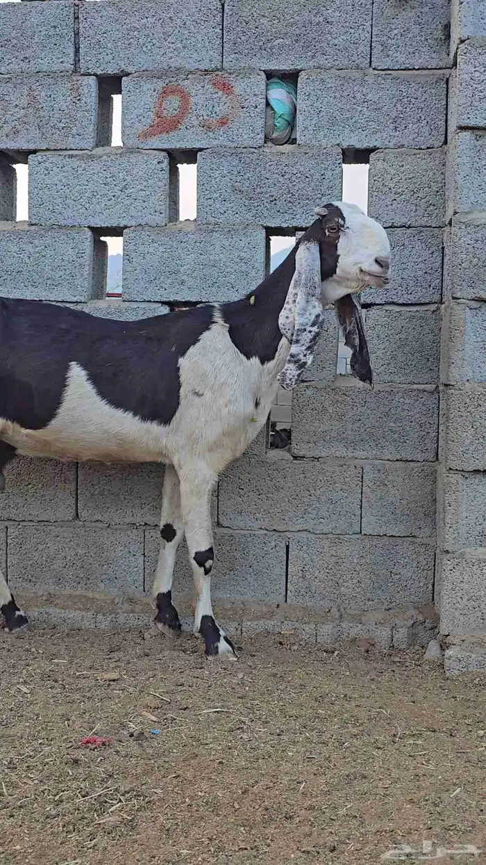 عنز صنف الصنف جرم عالي 0