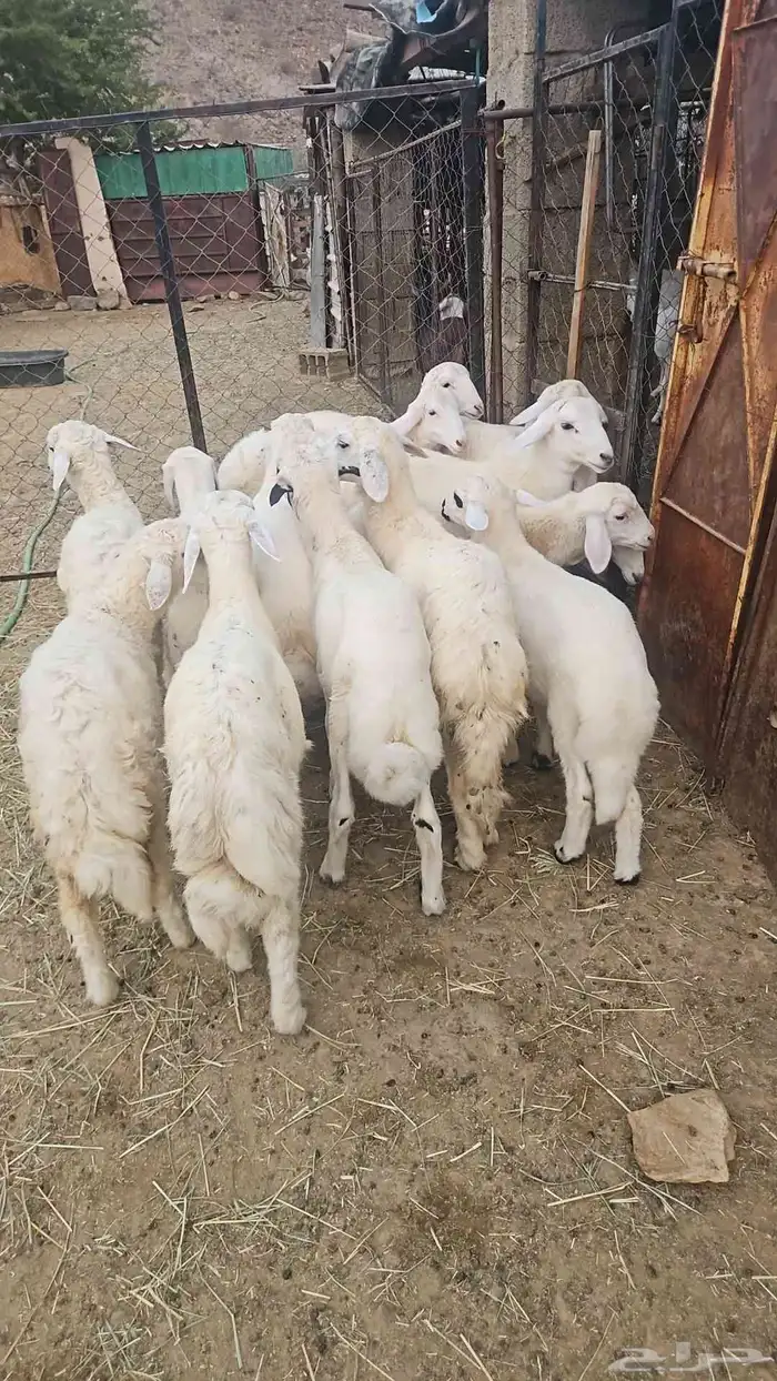 طليان ورخال 3