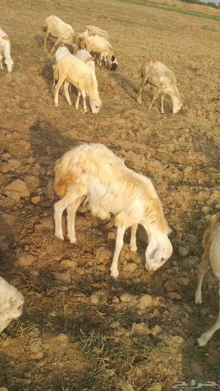 السلام عليك نعرض لكم رخل حري العمر 8 شهور 1