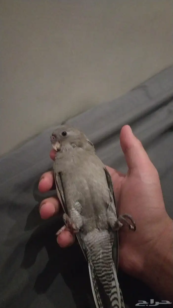 كروان اليف بداية فطم 2