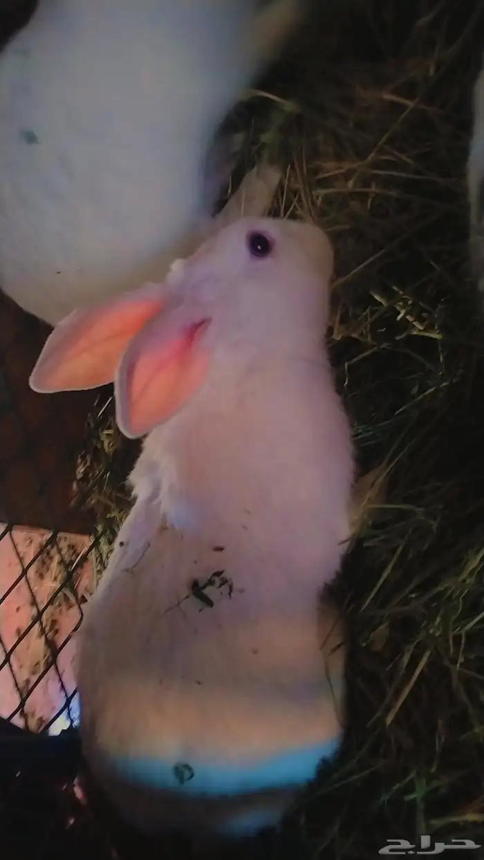 ارانب للبيع ذكر فقط 7