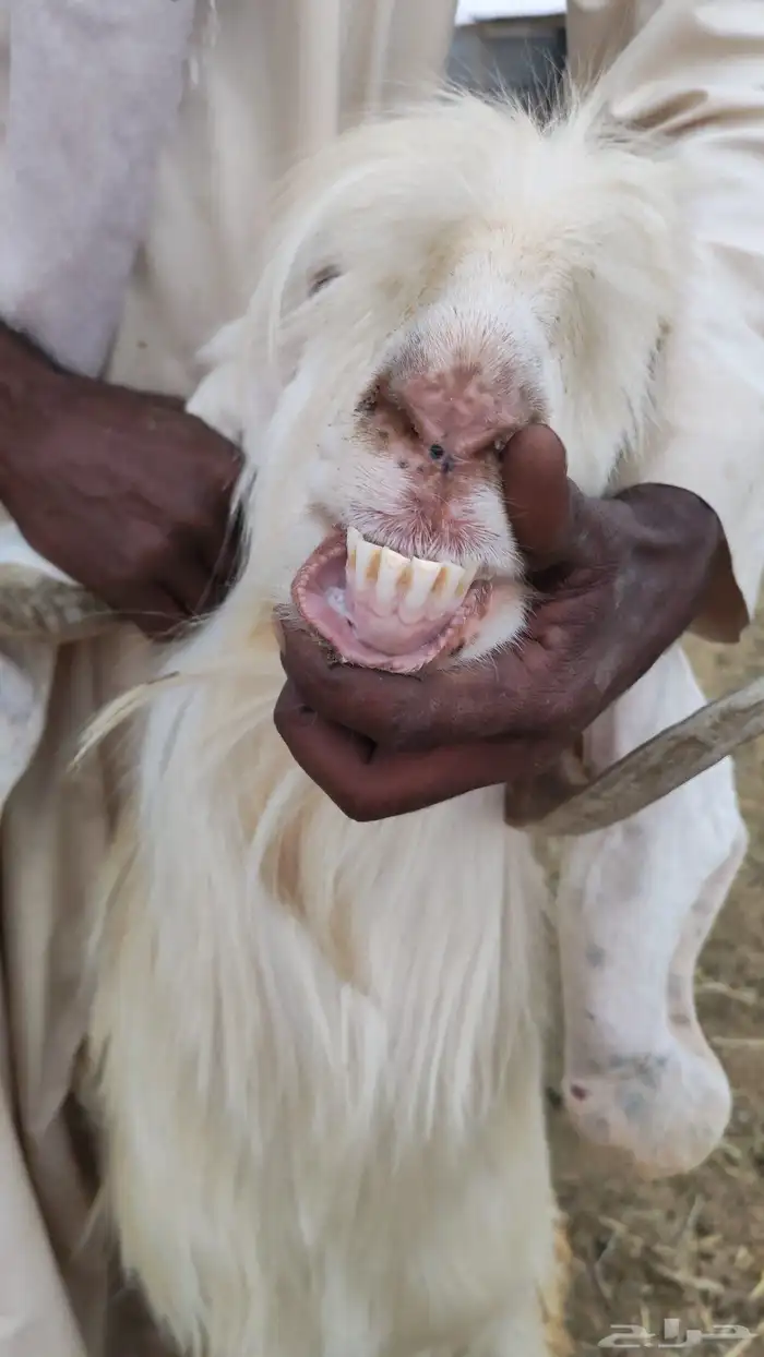 تيس فحل عارضي أبيض 2