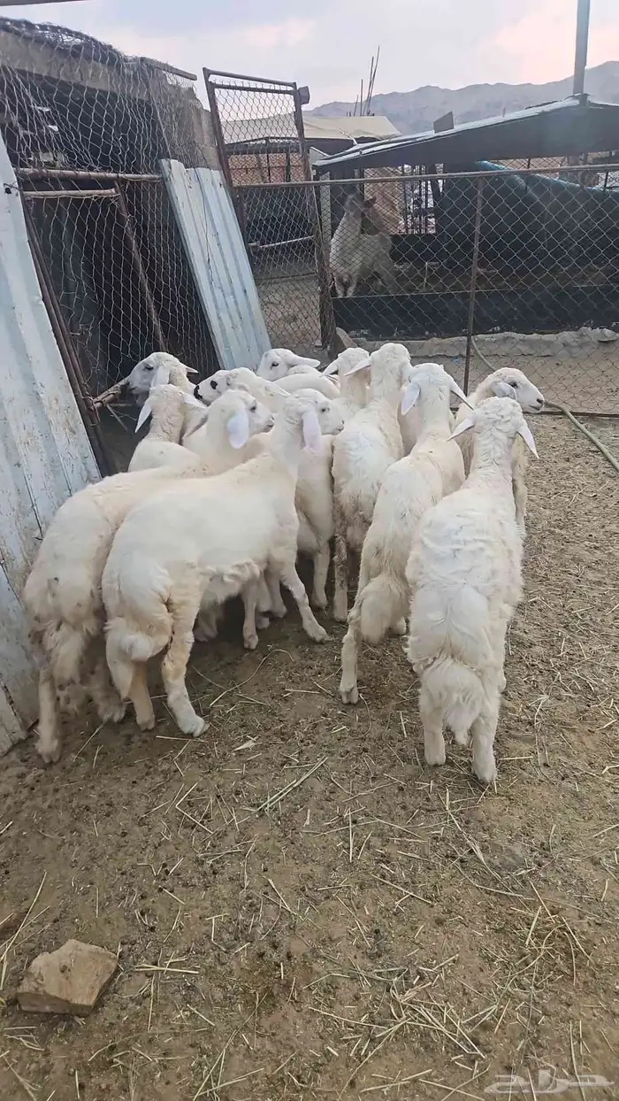 طليان ورخال 5