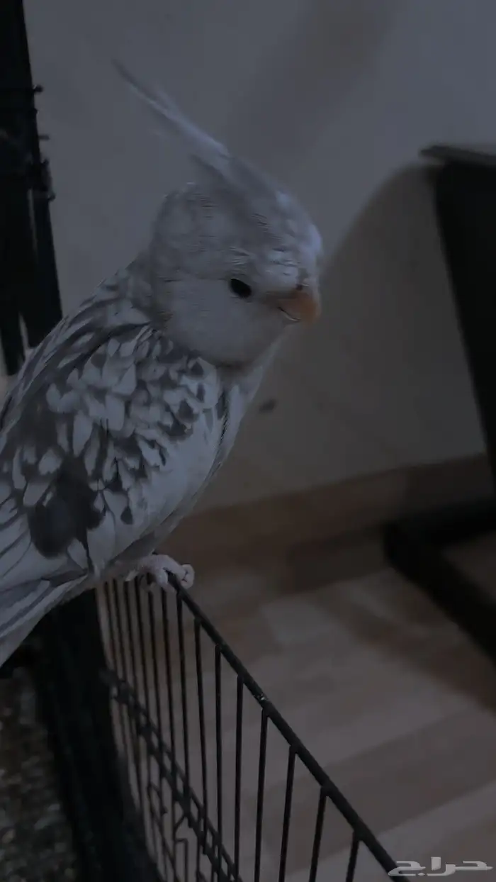 كروان هولندي 0