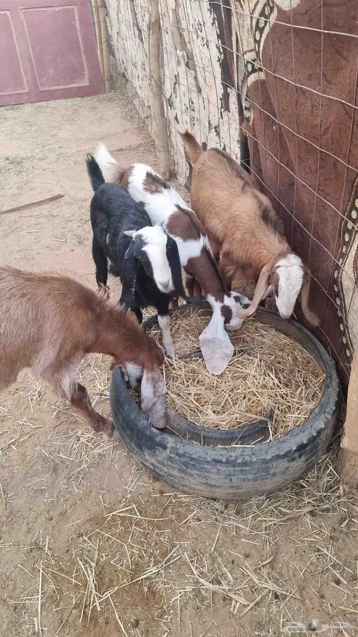 للبيع تيوس وجفار 6