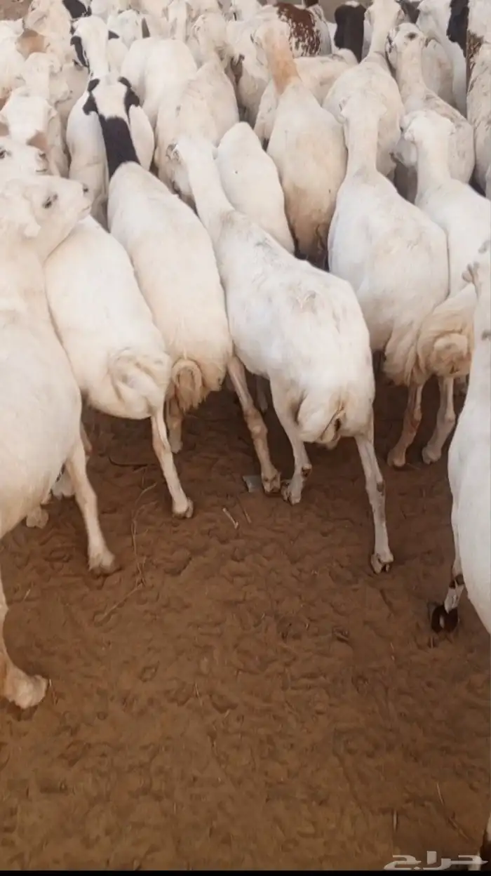 ضان ماشاءالله رفد بلدي دفيع سن جدا ثني ربع سديس مرح واحد 1