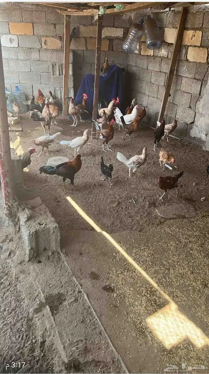 ديوكه بلدي 0